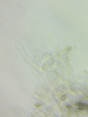 Pseudosperma friabile