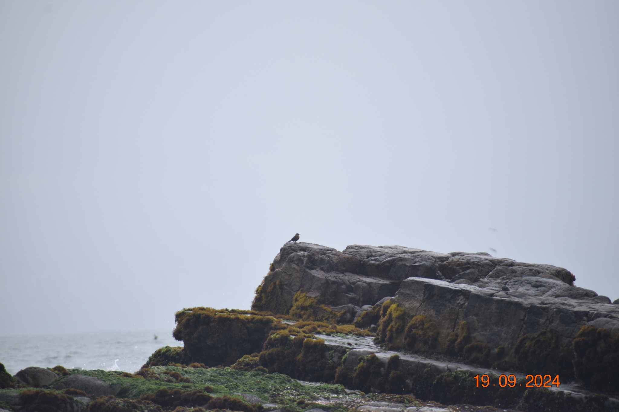 Peruvian Seaside Cinclodes (Cinclodes taczanowskii), photo 8