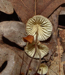 Marasmius fulvoferrugineus