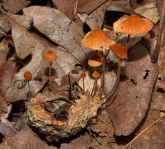 Marasmius fulvoferrugineus