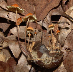 Marasmius fulvoferrugineus