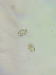 Pseudosperma friabile
