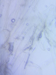 Pseudosperma friabile