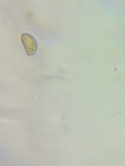 Pseudosperma friabile