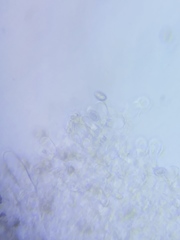 Pseudosperma friabile