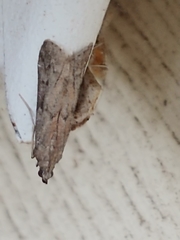 Vitula serratilineella