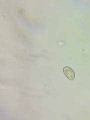 Pseudosperma friabile