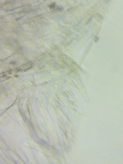 Pseudosperma friabile