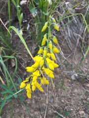 Cytisus nigricans