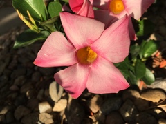 Apocynoideae