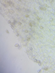 Pseudosperma friabile