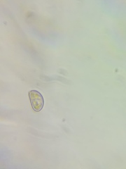 Pseudosperma friabile