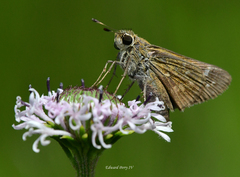 Hesperia attalus slossonae