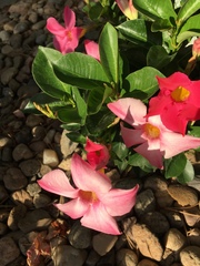Apocynoideae