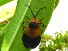 Lycus sallaei