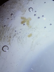 Pseudosperma friabile