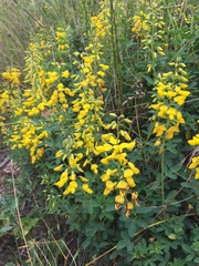 Cytisus nigricans