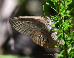 Neonympha areolatus