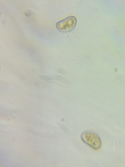 Pseudosperma friabile
