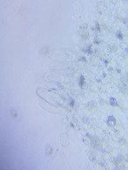Pseudosperma friabile