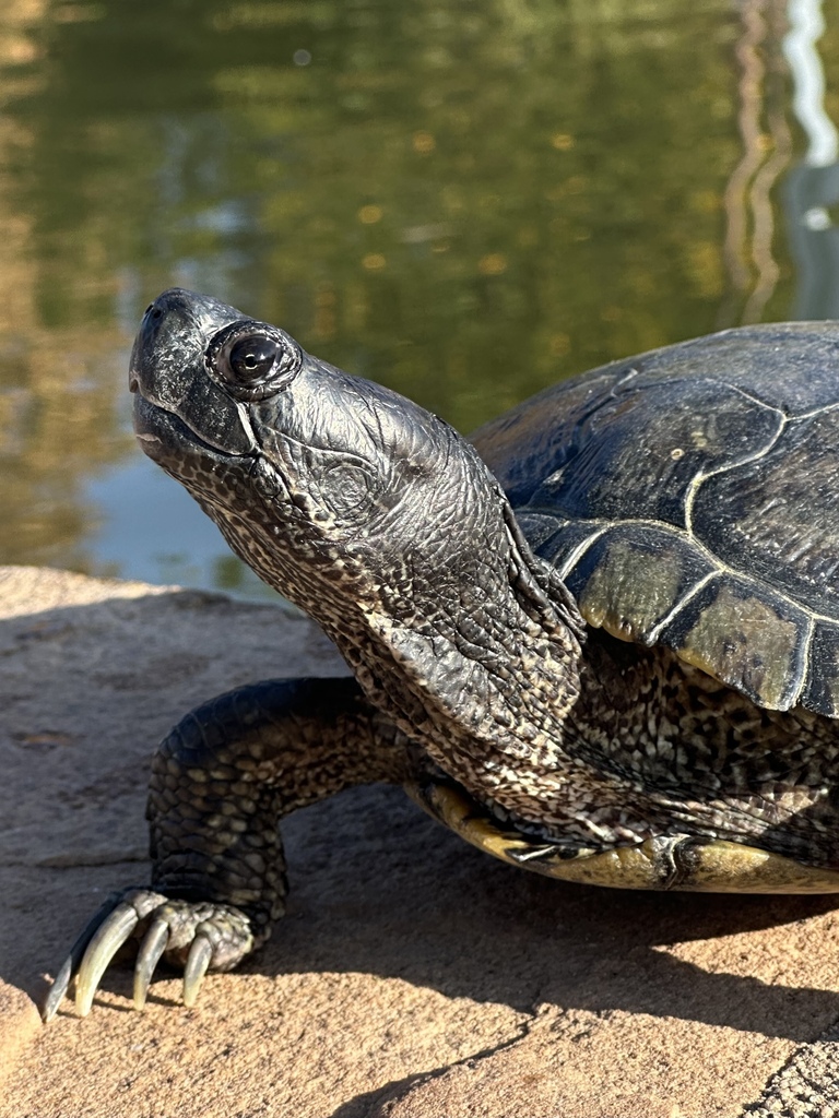 Tortue de Floride (Trachemys scripta elegans (Wied-Neuwied, 1839))
