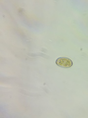 Pseudosperma friabile