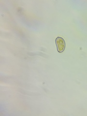 Pseudosperma friabile