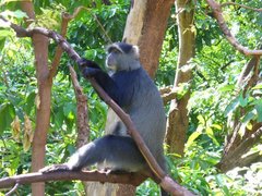 Cercopithecus mitis manyaraensis