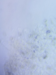 Pseudosperma friabile