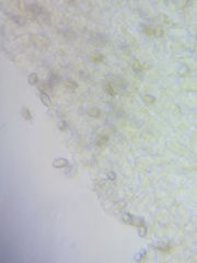 Pseudosperma friabile
