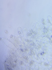 Pseudosperma friabile