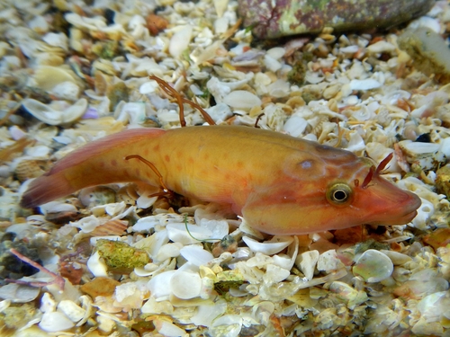 Cornish Sucker