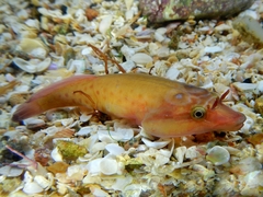 Cornish Sucker photo 3