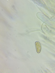 Pseudosperma friabile