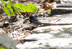 Copsychus albospecularis