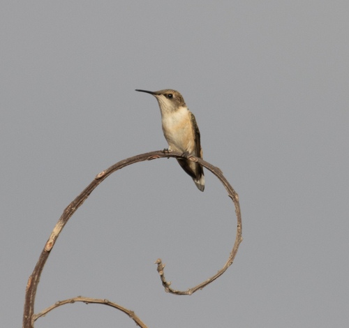 Chilean Woodstar (Eulidia yarrellii), photo 2