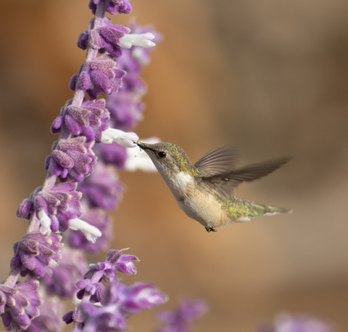 Chilean Woodstar (Eulidia yarrellii), photo 8