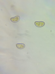 Pseudosperma friabile