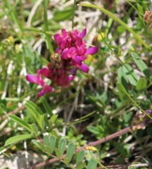 Astragalus monspessulanus
