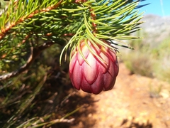 Protea nana