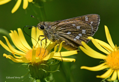 Hesperia attalus slossonae