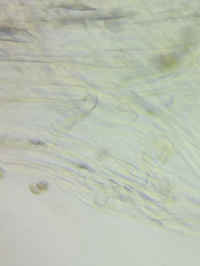Pseudosperma friabile