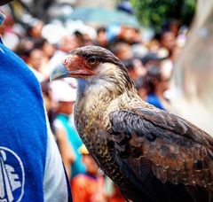 Caracara