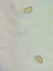 Pseudosperma friabile