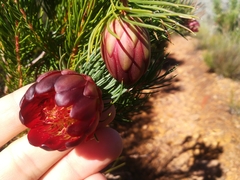 Protea nana