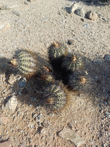 Copiapoa calderana