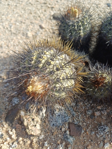 Copiapoa calderana