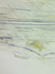 Pseudosperma friabile