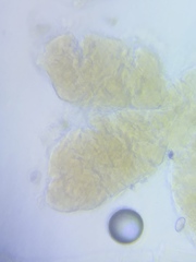 Pseudosperma friabile