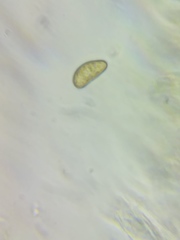 Pseudosperma friabile